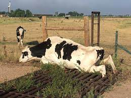 Cow stuck in cattle guard